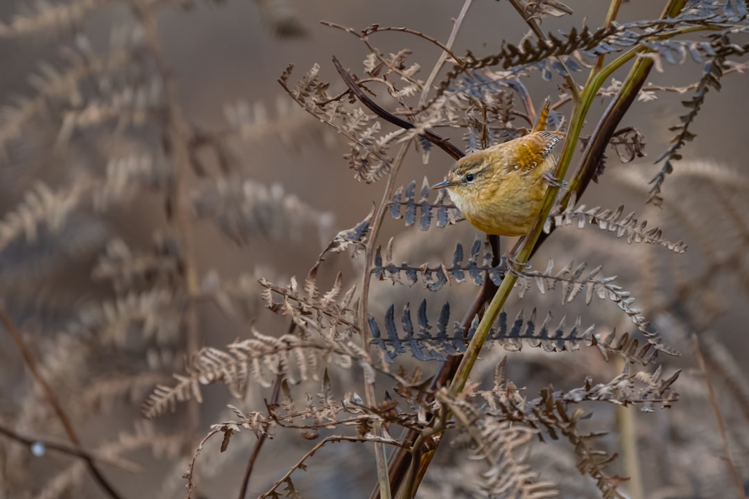 The Nightingale: A Symbol of Beauty and Song